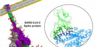 Research: Hidden states of the Coronavirus spike protein