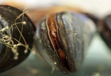 Study: Laundry lint can cause significant tissue damage within marine mussels Study: Laundry lint can cause significant tissue damage within marine mussels