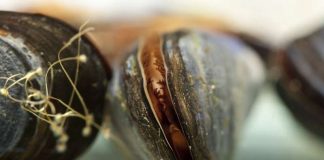Study: Laundry lint can cause significant tissue damage within marine mussels Study: Laundry lint can cause significant tissue damage within marine mussels