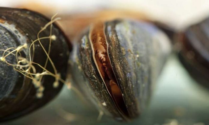 Study: Laundry lint can cause significant tissue damage within marine mussels