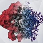 Research: New imaging method reveals HIV’s sugary shield in unprecedented detail
