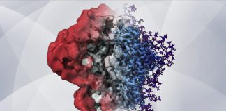 Research: New imaging method reveals HIV’s sugary shield in unprecedented detail
