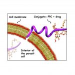 Research: Peptides+antibiotic combination may result in a more effective treatment for leishmaniasis