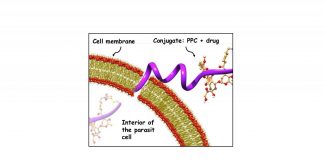 Research: Peptides+antibiotic combination may result in a more effective treatment for leishmaniasis