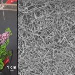 Study: Plant-based spray could be used in n95 masks and energy devices