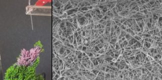 Study: Plant-based spray could be used in n95 masks and energy devices