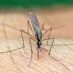 Research: Researchers shed new light on mechanisms of malaria parasite motility