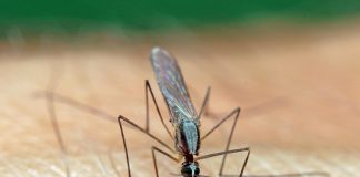 Research: Researchers shed new light on mechanisms of malaria parasite motility