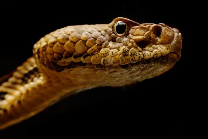 Study: Study finds fungal disease of snakes in 19 states,