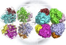 Study finds ‘missing link’ in the evolutionary history of carbon-fixing protein rubisco (TDnews)