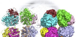 Study finds ‘missing link’ in the evolutionary history of carbon-fixing protein rubisco (TDnews)