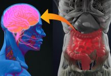 Targeting our second brain to fight diabetes (TDnews)