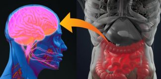 Targeting our second brain to fight diabetes (TDnews)