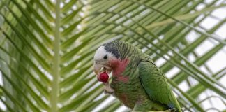 The first human settlers on islands caused extinctions (TDnews)