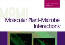 The plant hormone auxin may promote disease by regulating virulence gene expression (TDnews)