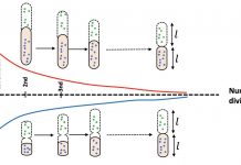 There’s a reason bacteria stay in shape (TDnews)