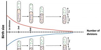 There’s a reason bacteria stay in shape (TDnews)