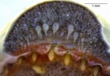 Venom glands similar to those of snakes are found for first time in amphibians