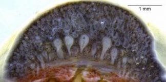 Venom glands similar to those of snakes are found for first time in amphibians