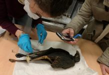 Wild birds as offerings to the Egyptian gods (TDnews)