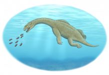 Archaeology: Ancient marine predator had a built-in float