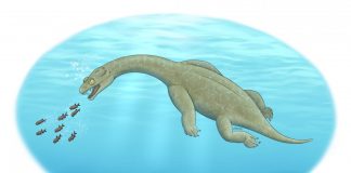 Archaeology: Ancient marine predator had a built-in float