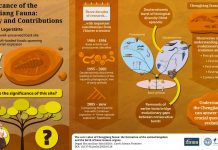 Archaeology: Core value of the Chengjian fauna: Evolution of animals and birth of basic human organs