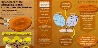 Archaeology: Core value of the Chengjian fauna: Evolution of animals and birth of basic human organs
