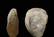 Archaeology: First exhaustive review of fossils recovered from Iberian archaeological sites