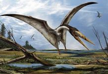 Archaeology: Fossil shark turns in to mystery pterosaur
