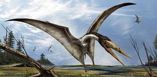 Archaeology: Fossil shark turns in to mystery pterosaur