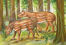 Archaeology: Indian fossils support new hypothesis for origin of hoofed mammals