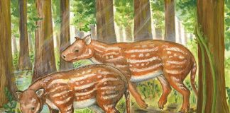Archaeology: Indian fossils support new hypothesis for origin of hoofed mammals