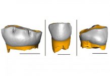 Archaeology: Neanderthal children grew and were weaned similar to us