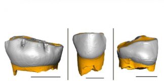 Archaeology: Neanderthal children grew and were weaned similar to us