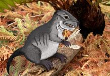 Archaeology: New species of ancient cynodont, 220 million years old, discovered