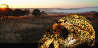 Archaeology: Newly discovered fossil shows small-scale evolutionary changes in an extinct human species