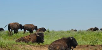Archaeology: Secrets of the ‘lost crops’ revealed where bison roam