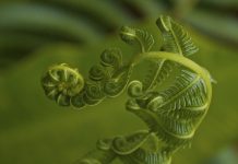 Benoit Mandlebrot : How Mandelbrot’s fractals changed the world Benoit Mandlebrot : How Mandelbrot's fractals changed the world