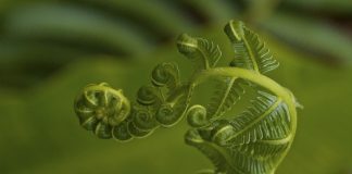 Benoit Mandlebrot : How Mandelbrot’s fractals changed the world Benoit Mandlebrot : How Mandelbrot's fractals changed the world