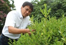 Biology: $4 million grant to improve boxwood blight prevention