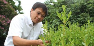 Biology: $4 million grant to improve boxwood blight prevention