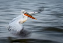 Biology: Capturing Ecology – Winning images of British Ecological Society photography competition announced