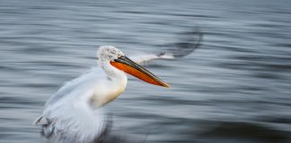 Biology: Capturing Ecology – Winning images of British Ecological Society photography competition announced
