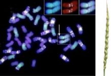 Biology: Global collaboration is unlocking wheat’s genetic potential