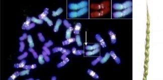 Biology: Global collaboration is unlocking wheat’s genetic potential