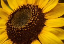 Biology: Nature-inspired solutions to sustainably increase crop yield