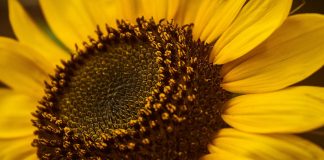 Biology: Nature-inspired solutions to sustainably increase crop yield