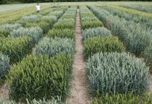 Biology: Novel haplotype-led approach to increase the precision of wheat breeding