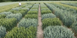 Biology: Novel haplotype-led approach to increase the precision of wheat breeding